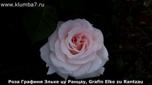 Розы флорибунда, крупные цветы с сильным и интенсивным ароматом! Обильное цветение удивляет!