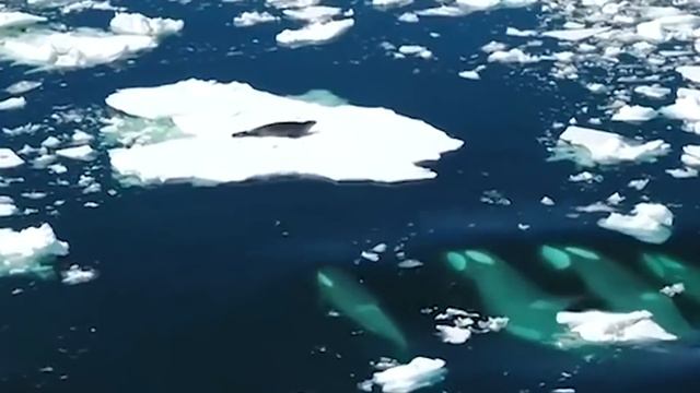 This Is Why All Whales Are Afraid of Orca смотреть онлайн