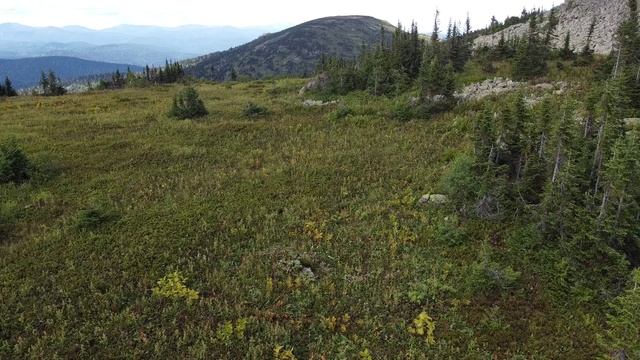 Поездка за черникой в августе 2021 г. на гору Большой Тапхан на высоту 1300 м. смотреть онлайн