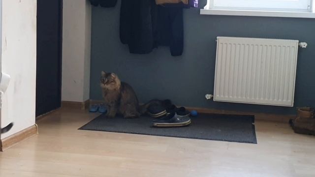 Котики?? смотреть онлайн