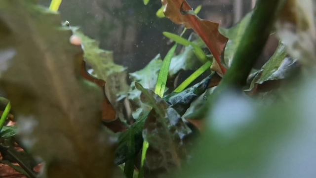 КАКИХ РЫБОК ЗАВЕСТИ В АКВАРИУМ. СОВМЕСТИМОСТЬ АКВАРИУМНЫХ РЫБОК. смотреть онлайн