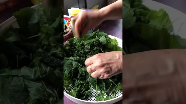 Как я ферментирую смородиновый лист смотреть онлайн