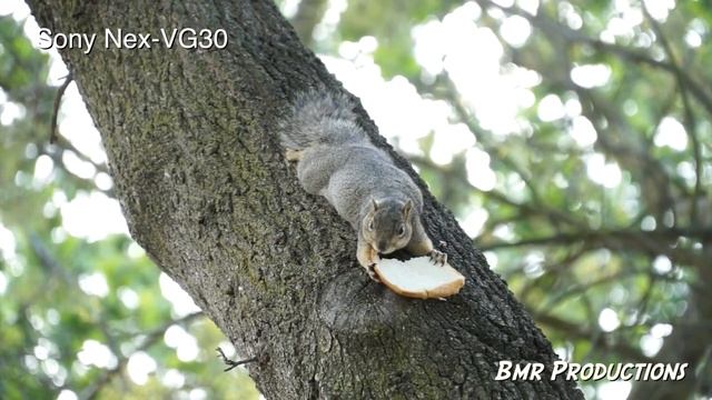 Sony 4K FDR-AX100 Vs Sony Nex-VG30 - Video comparison смотреть онлайн