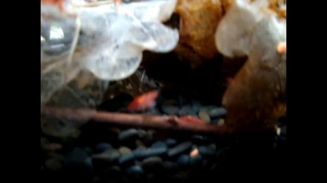 Neocaridina davidi Red (Красный огонь, кристалл, креветка, индонезийский остров Сулавеси). смотреть онлайн