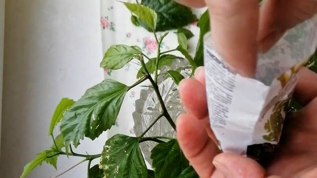 Роза Китайская Размножение черенками смотреть онлайн