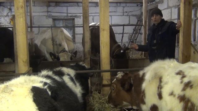 бык или корова? кого выгоднее держать, заработок в деревне смотреть онлайн