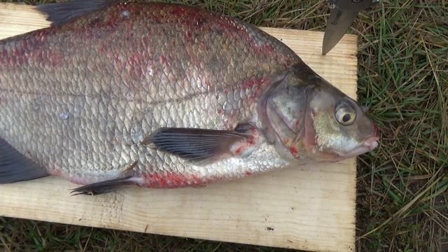 Как гуманно замочить леща. Размышления... смотреть онлайн