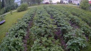 Совместное выращивание картофеля с горчицей