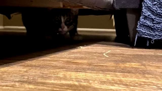 Семья купила диван, но через день собака начала на него лаять и вот почему! смотреть онлайн