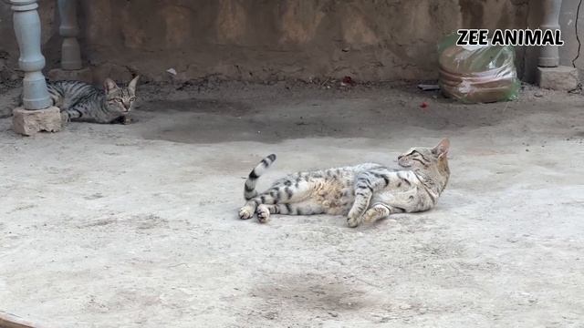 beautiful cute cats at my home fun together смотреть онлайн