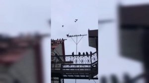 Мелитопольские голуби. В гостях у Одуда С. В.