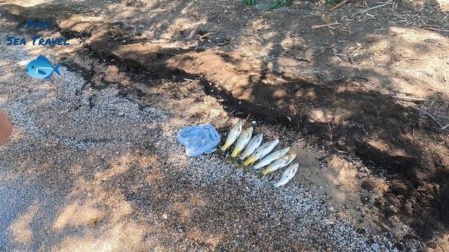 Рыбалка в Израиле. Кинерет 12.08.22 смотреть онлайн