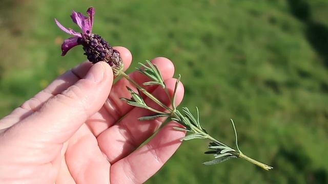 Learn Green Witchcraft & the Magic of 3 Flowers смотреть онлайн