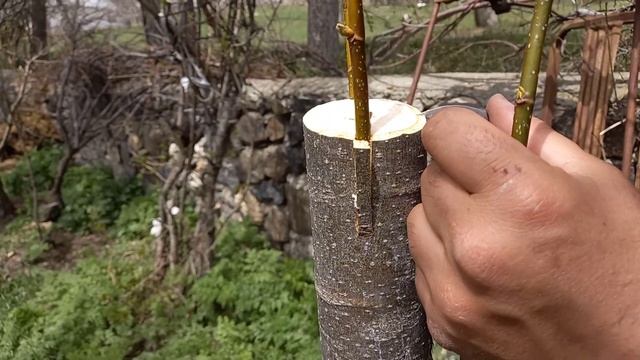 IHLAMUR Ağacına kabuk Altı Aşı смотреть онлайн