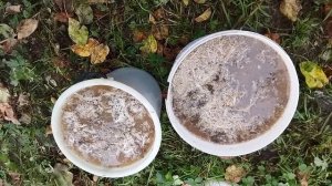 Самое лучшее удобрение! Перепелиный помёт. Часть 2