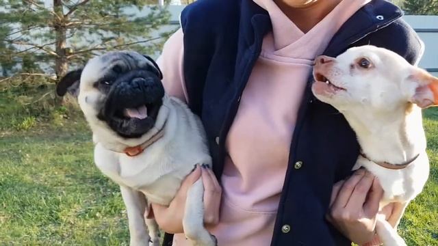 The Chihuahua scared the pug Frank. Pug rage! || Мопс Френк истерически лает на чихуахуа. смотреть онлайн