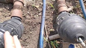 спасаем перец от табачной мозаики