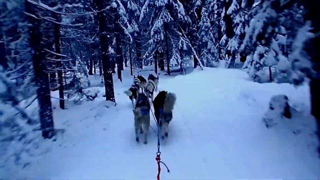 Скифы Тур. Тур на собачьих упряжках. Тренировка. 2015 год смотреть онлайн