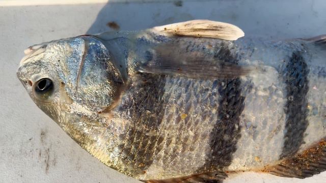 I Never Caught A Fish Like This Before смотреть онлайн