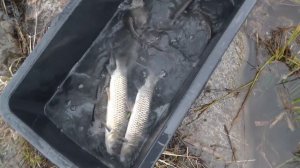 Хозяйство Воронова | Пруд | Выпускаю в пруд белого амура по всем правилам зарыбления