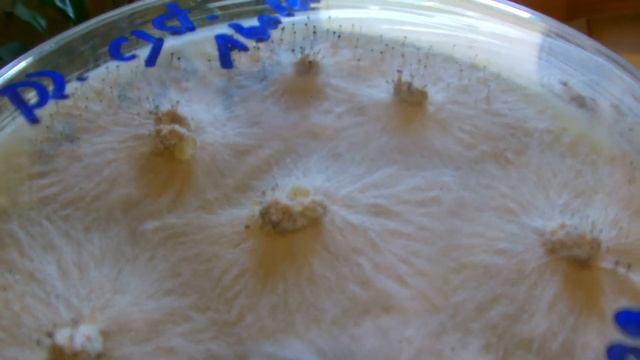 Abalone Seitlings - Mycel / Pleurotus cystidiosus смотреть онлайн