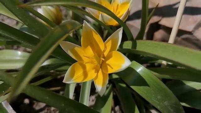 + Тюльпан Ботанический Поздний Tulipa tarda, syn T dasystemonв нашем саду Видеопортрет растения смотреть онлайн