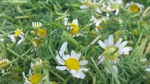 КАК сушить РОМАШКУ 🌼 Заготовка ромашки на долгое хранение
