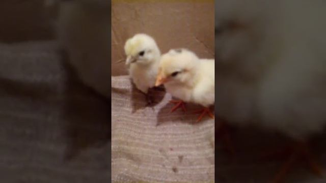 ИЗ 7 ЯИЦ КУР ПОРОДЫ ФЕНИКС ВЫЛУПИЛИСЬ 2 ЦЫПЛЕНКА смотреть онлайн