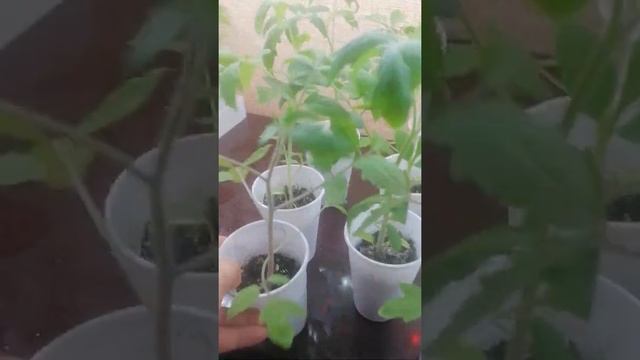 сорт Розовый Мед. смотреть онлайн