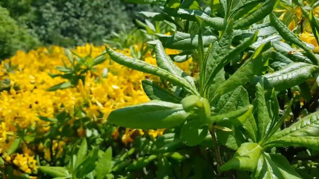 Азалия Понтийская смотреть онлайн