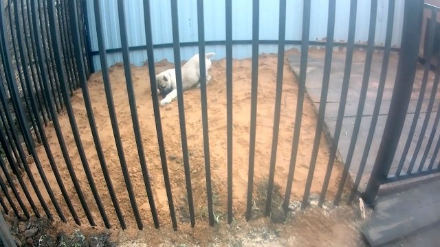 Вольер для алабая Улана смотреть онлайн