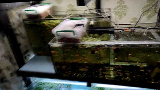 Итоги нерестов и скалярка природный эксперимент... смотреть онлайн