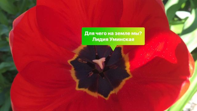 Для чего на земле мы. Христианский стих. Читает Лидия Уминская смотреть онлайн