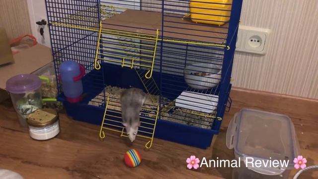 Как мы играем с крысой смотреть онлайн