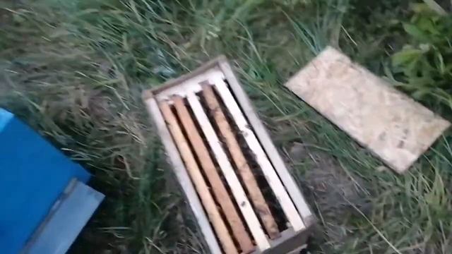 Поймали еще один большой рой! смотреть онлайн
