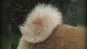 Акита ину. Происхождение породы, экстерьер, уход и воспитание. Собаки от А до Я (DOGS FROM A TO Z)