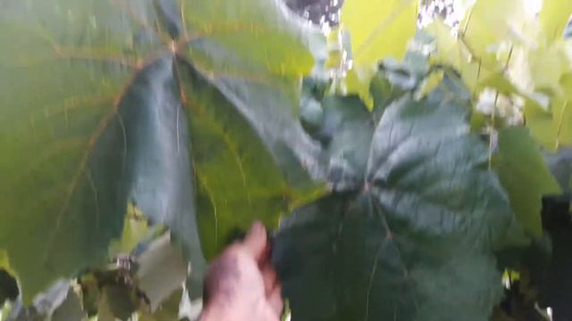 hojas gigantes de un clon del híbrido Isabella - Coni 2015/Vidor - смотреть онлайн