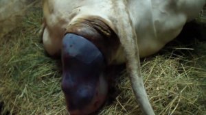 Отел коровы двойней?? 2018. Такого мы не ожидали.