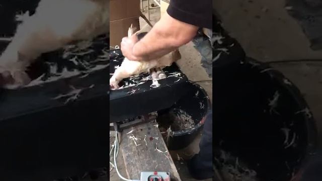 СПВ "Линда" утка смотреть онлайн