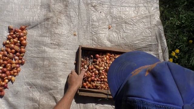 ⏰? Как подготовить лук-севок к посадке: быстрая сортировка сеянки | Технологии Гордеевых смотреть онлайн