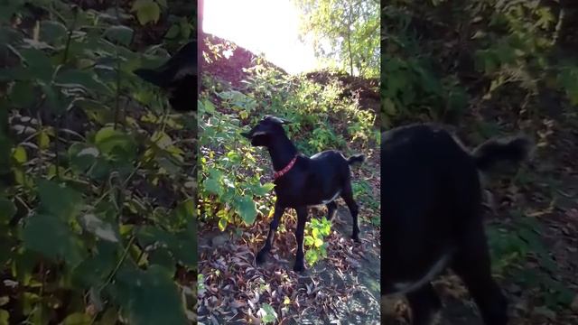 козлики 3 месяца. У реки смотреть онлайн