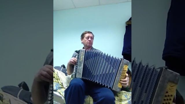 Гармонь Чайка Серая