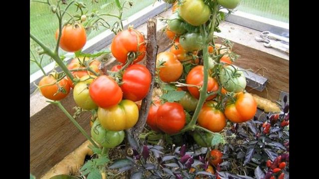 Подкормка для рассады томат - несколько вариантов смотреть онлайн