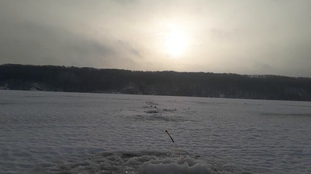 #Берш #Волга #Тюлька Зимняя рыбалка 2021. Ловля БЕРША.