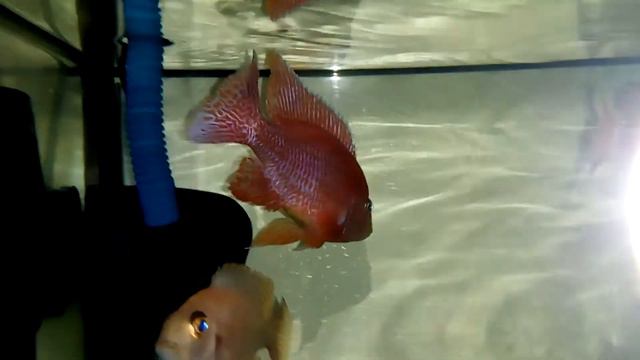 Aulonocara spec. "FireFish" - FireFish Peacock "Dragon Blood" смотреть онлайн