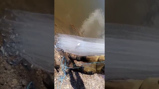 Кастинговая сеть река селенга. смотреть онлайн