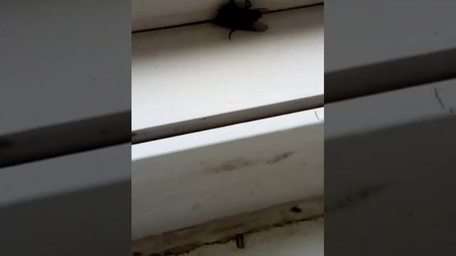 Муха рожает, а спрей убивает смотреть онлайн