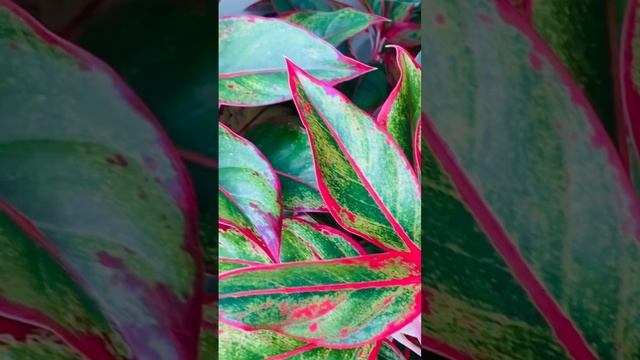 100% indoor lipstick aglaonema смотреть онлайн
