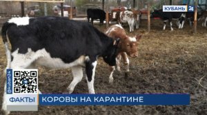 В частном хозяйстве на Кубани объявили карантин по лейкозу КРС: насколько опасно заболевание?