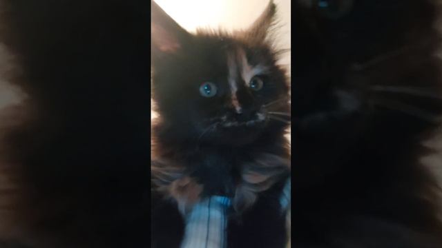 Мейн кун. смотреть онлайн